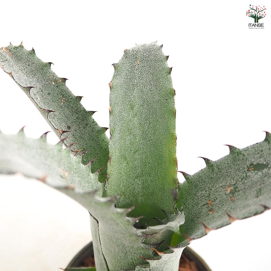 ホヘンベルギア サンドラズマウンテン 観葉植物 3.5号/1個売り タンク