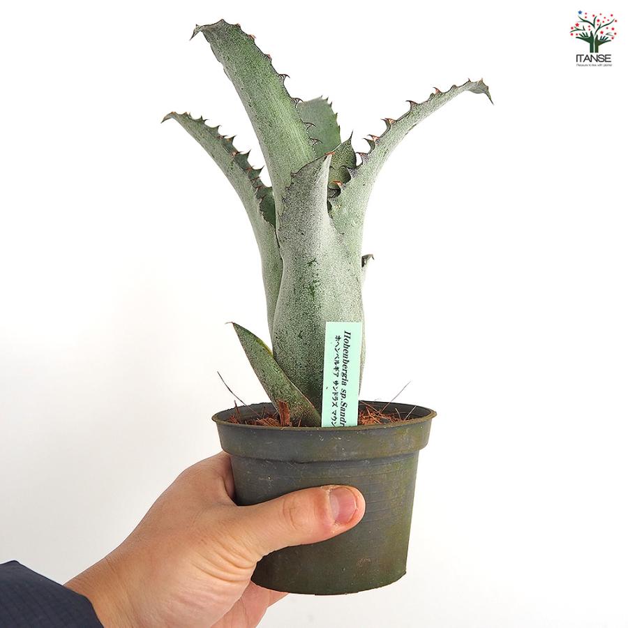 ホヘンベルギア サンドラズマウンテン 観葉植物 3.5号/1個売り タンク