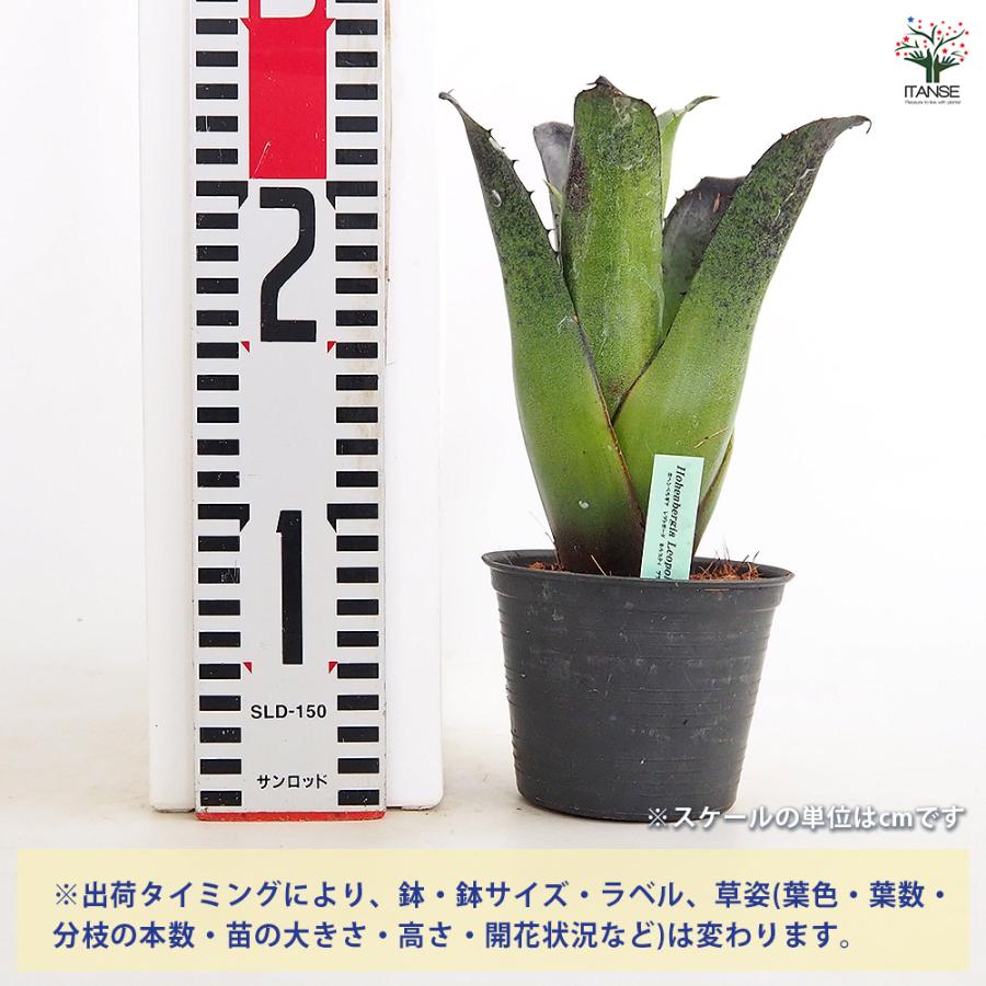 【鉢植え・送料込】ホヘンベルギア　レオポルドホルスティ ブラックフォーム沖縄育ち ホヘンベルギア レオポルドホルスティブラック 観葉植物 3.5号/1個売り