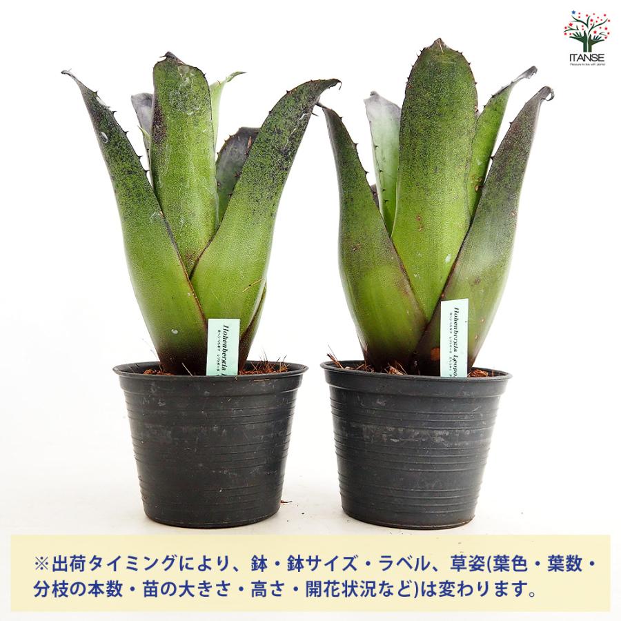 ホヘンベルギア レオポルドホルスティブラック 観葉植物 3.5号/1個売り