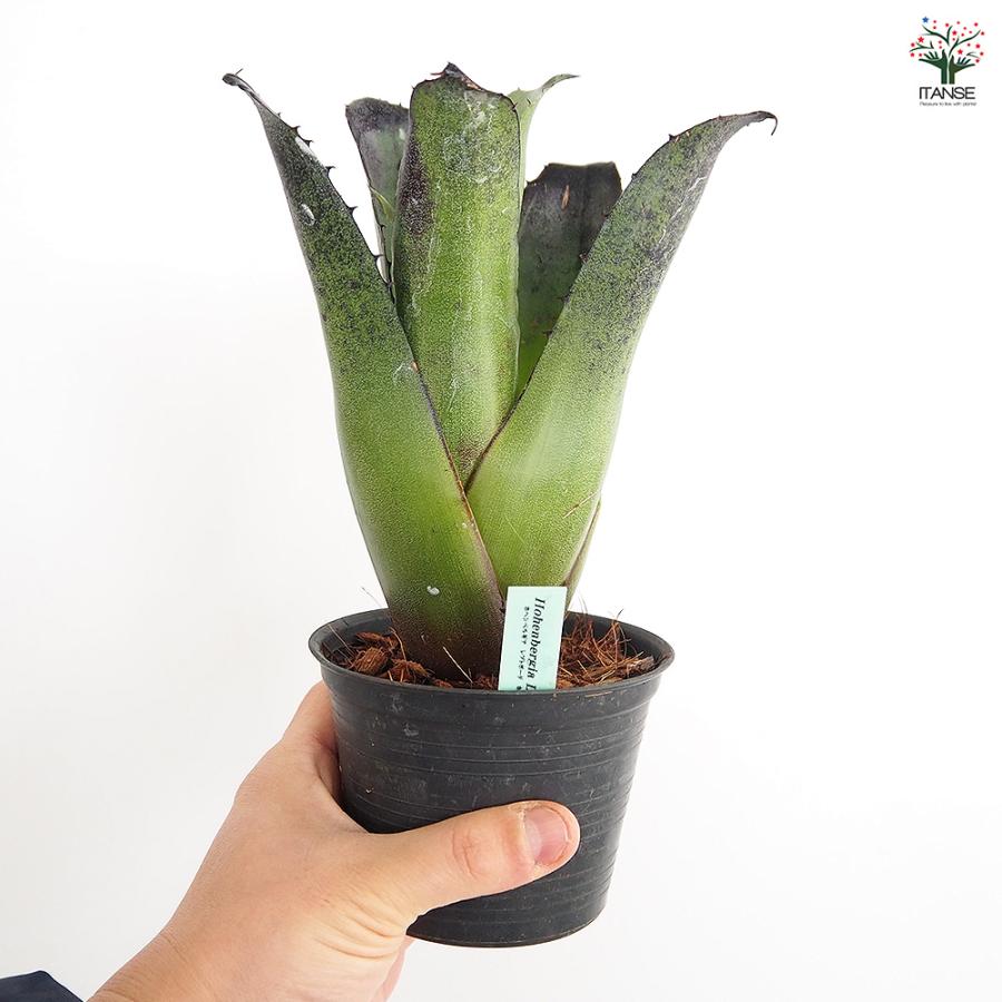 【鉢植え・送料込】ホヘンベルギア　レオポルドホルスティ ブラックフォーム沖縄育ち ホヘンベルギア レオポルドホルスティブラック 観葉植物 3.5号/1個売り