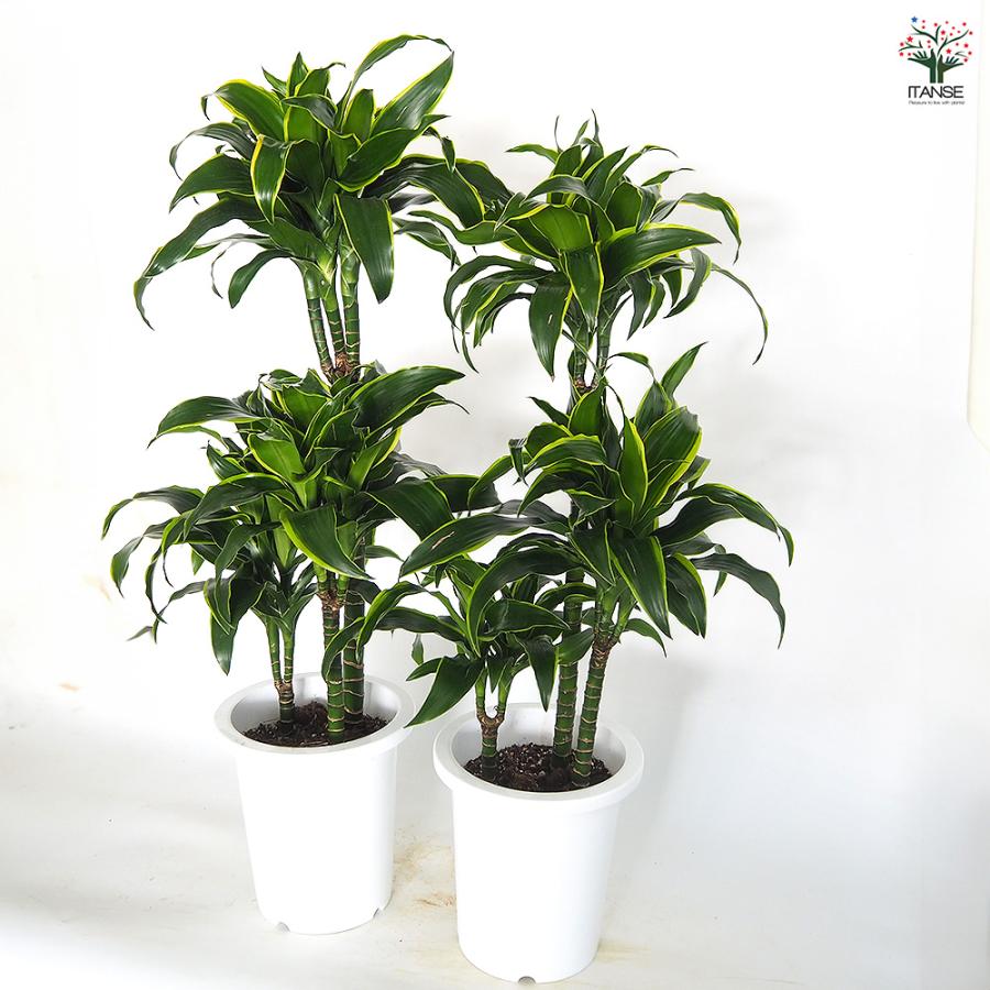 ドラセナ ドラド 観葉植物 8号/1個売り リュウゼツラン キジカクシ
