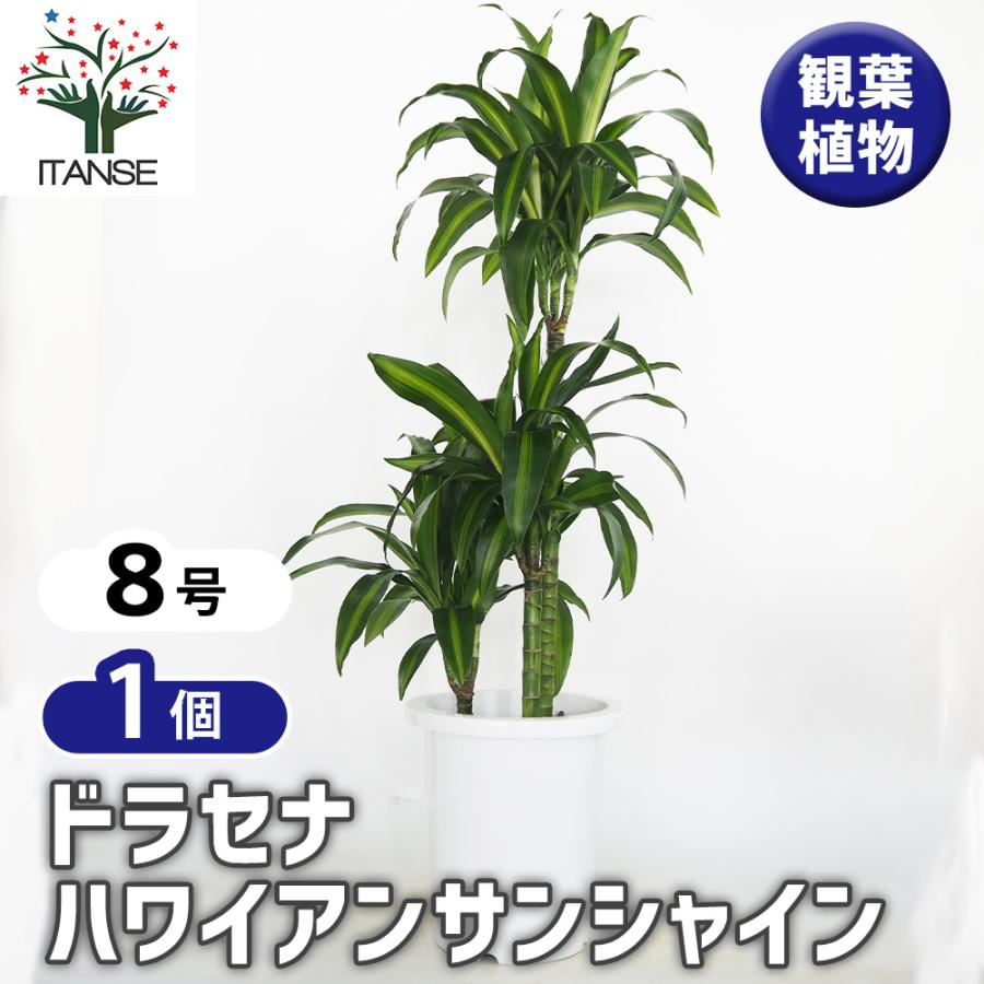 現品　ドラセナ　ハワイアンシャイン　観葉植物　希少　斑入り　ドライガーデン ドラセナ ハワイアンサンシャイン 観葉植物 8号/1個売り