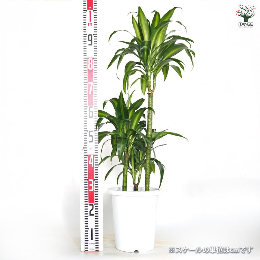 現品　ドラセナ　ハワイアンシャイン　観葉植物　希少　斑入り　ドライガーデン ドラセナ ハワイアンサンシャイン 観葉植物 8号/1個売り