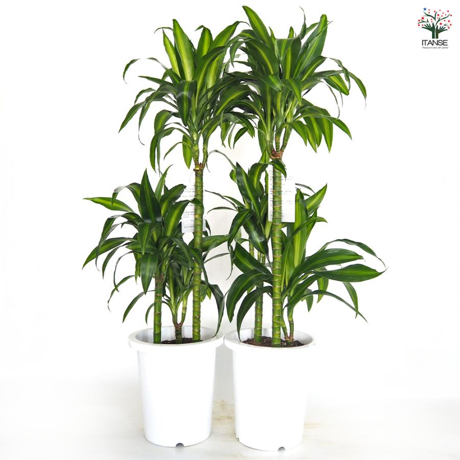 ドラセナ ハワイアンサンシャイン 観葉植物 8号/1個売り