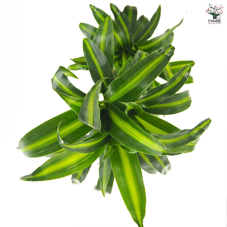 ドラセナ ハワイアンサンシャイン 観葉植物 8号/1個売り