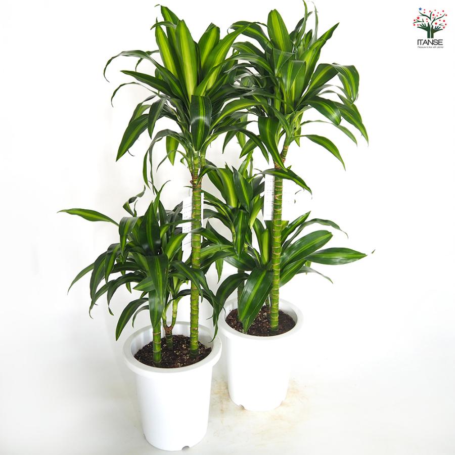 現品　ドラセナ　ハワイアンシャイン　観葉植物　希少　斑入り　ドライガーデン ドラセナ ハワイアンサンシャイン 観葉植物 8号/1個売り