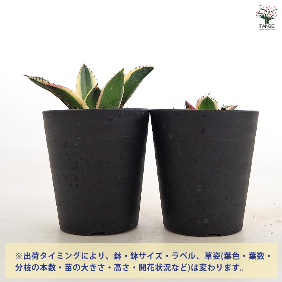 アガベ スナグルトゥース 多肉植物 3号/1個売り リビング オフィス