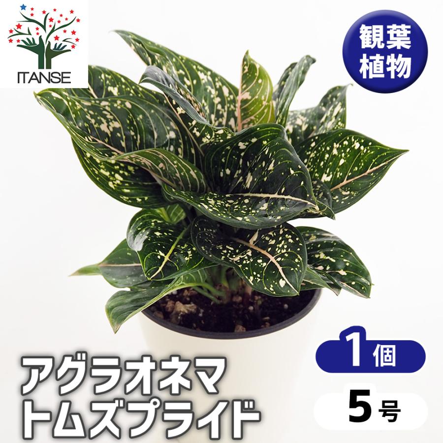2026年最新】Yahoo!オークション - aglaonema(観葉植物)の中古品・新品