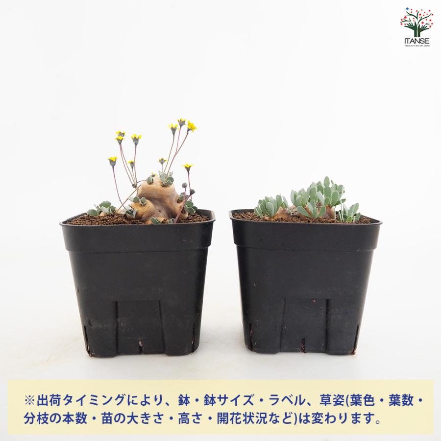 オトンナ カカリオイデス 観葉植物 3.5号/1個売り コーデックス 塊根