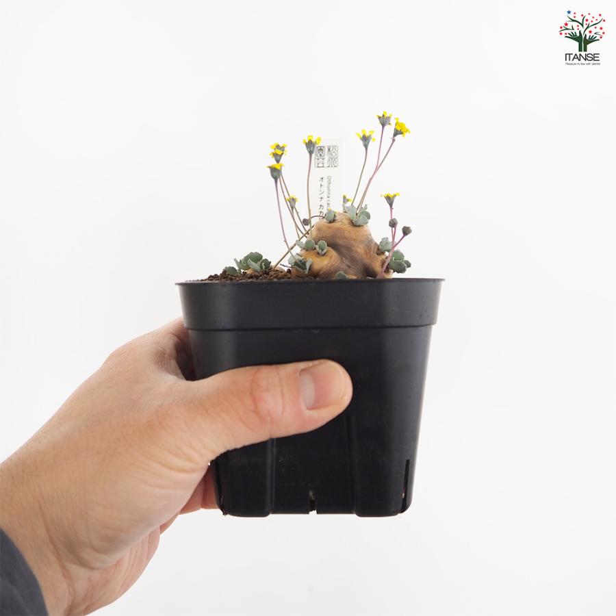 オトンナ カカリオイデス 観葉植物 3.5号/1個売り コーデックス 塊根