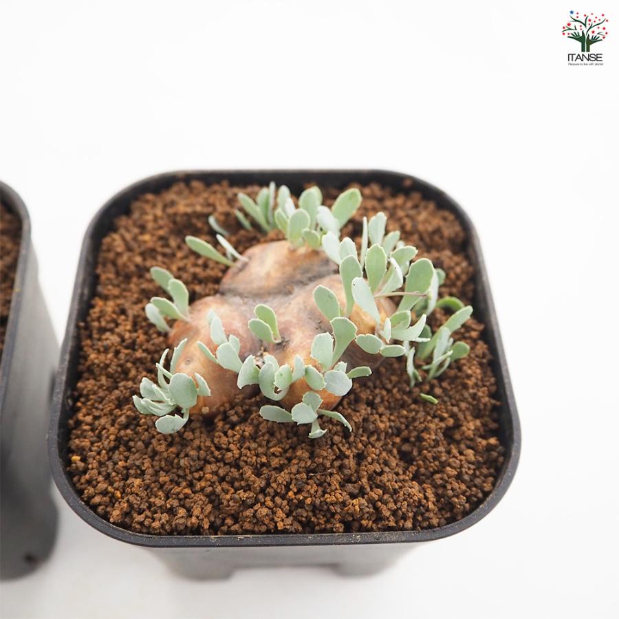 オトンナ カカリオイデス 観葉植物 3.5号/1個売り コーデックス 塊根
