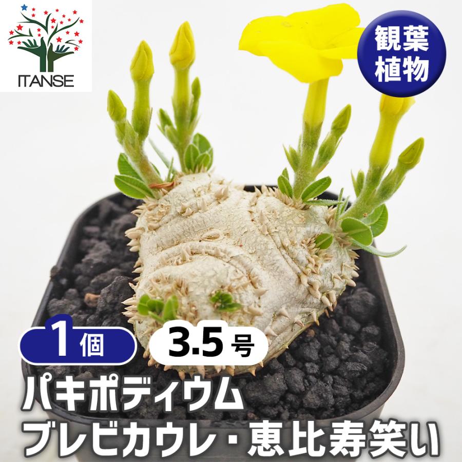 パキポディウム ブレビカウレ 恵比寿笑い 多肉植物 3.5号/1個売り 塊根