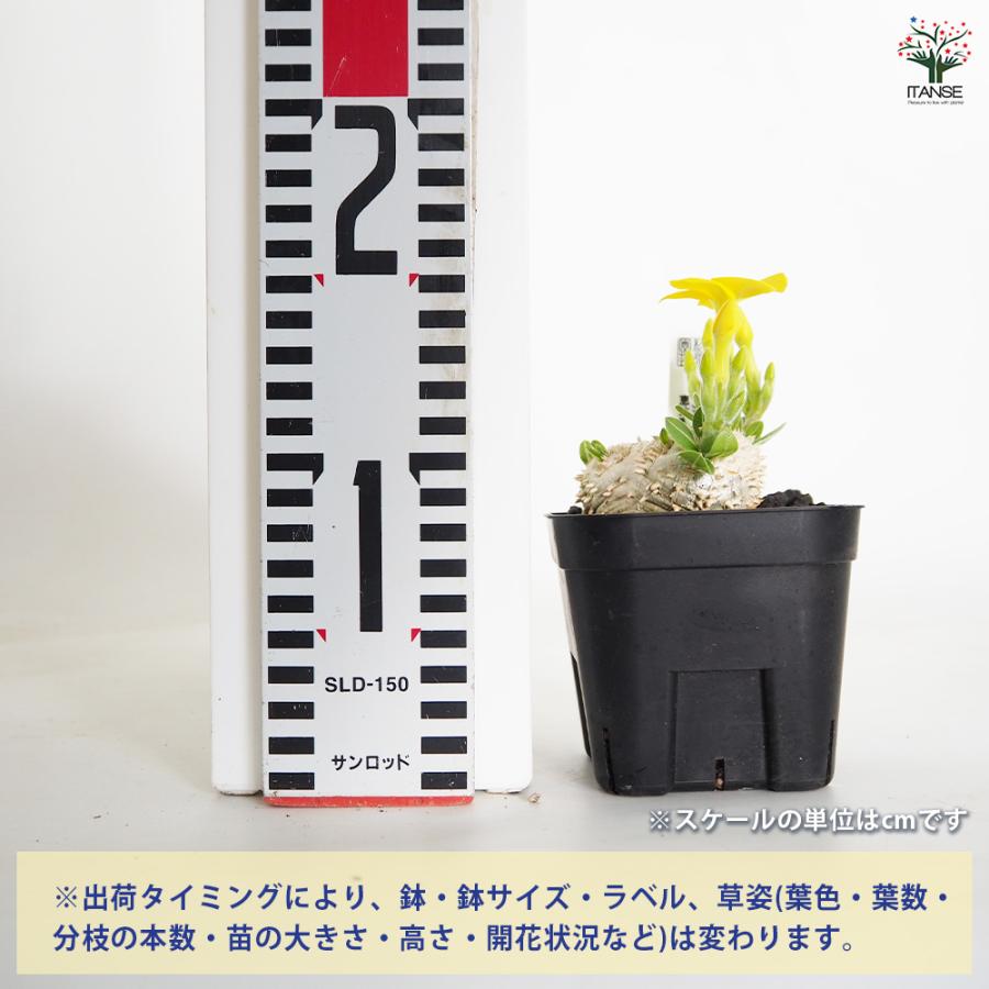 パキポディウム ブレビカウレ 恵比寿笑い 多肉植物 3.5号/1個売り 塊根