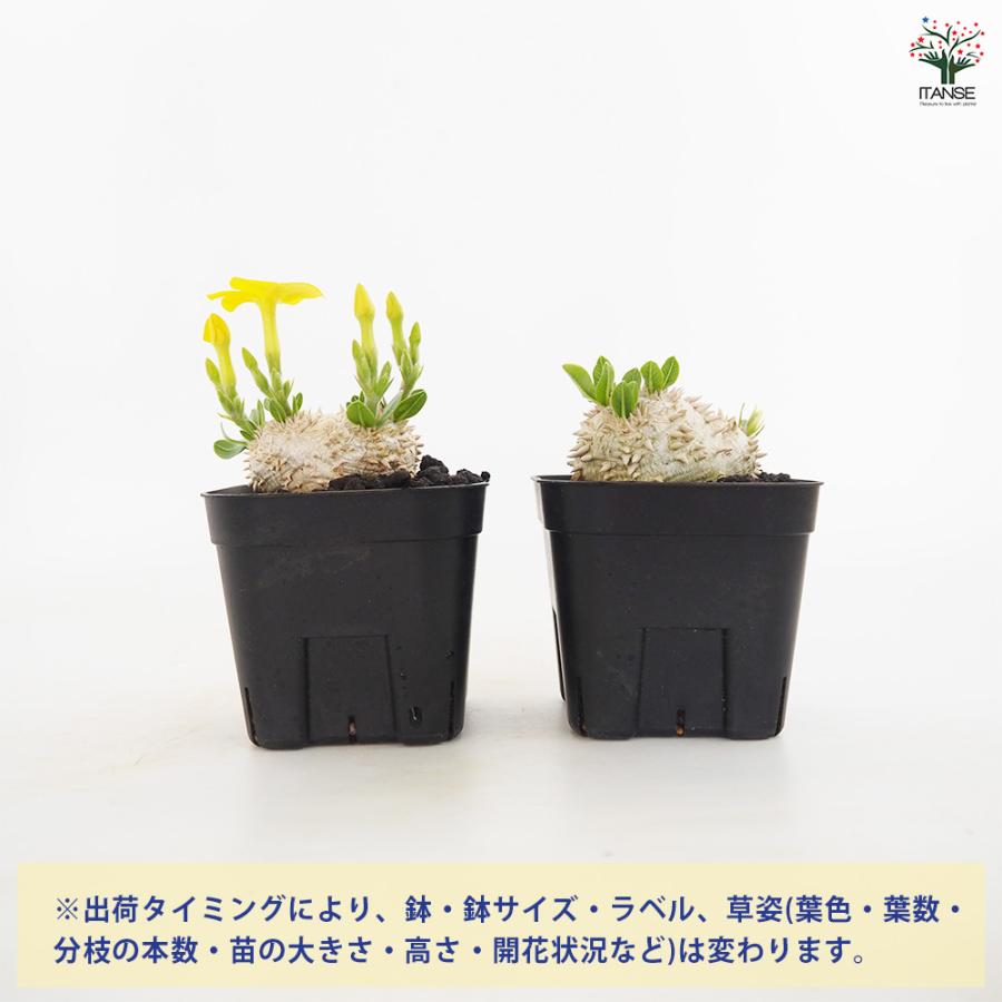 パキポディウム　恵比寿笑い　現地株　発根済み　プラ鉢ごと発送 パキポディウムブレビカウレ 恵比寿笑い 鉢ごと発送 現地球発根済み
