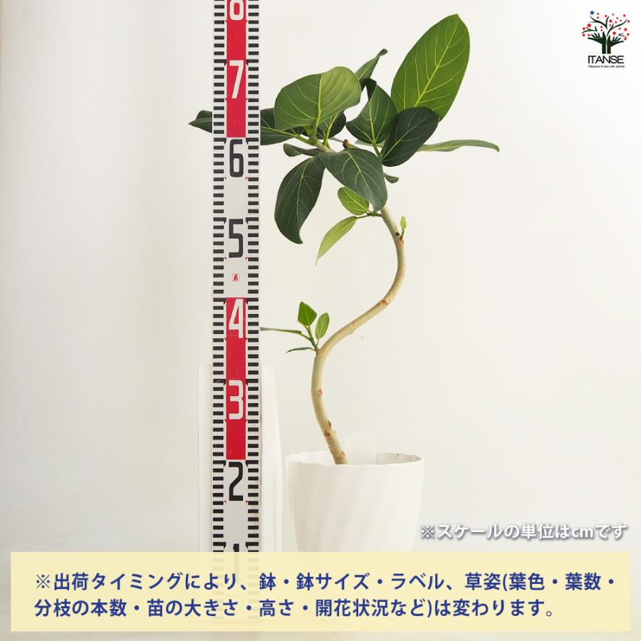 フィカス ベンガレンシス曲がり 観葉植物 6号/1個売り リビング