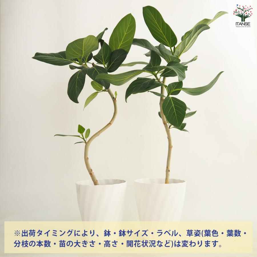 フィカス ベンガレンシス曲がり 観葉植物 6号/1個売り リビング