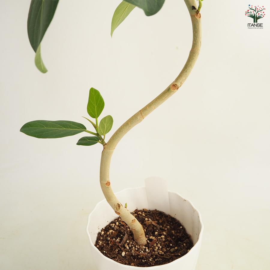 フィカス ベンガレンシス曲がり 観葉植物 6号/1個売り リビング