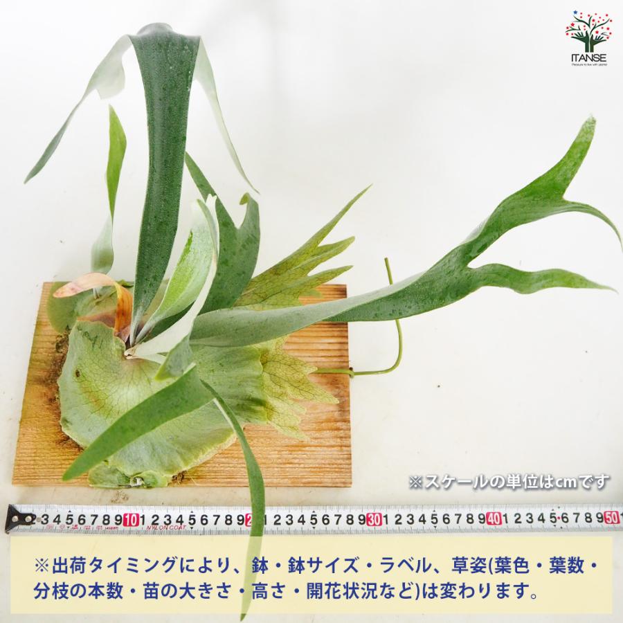 コウモリラン ウィリンキー板付き 観葉植物 /1個売り Platycerium