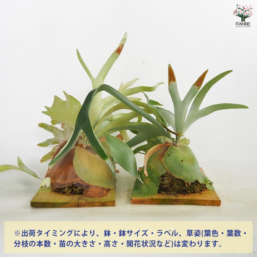 コウモリラン ウィリンキー板付き 観葉植物 /1個売り Platycerium
