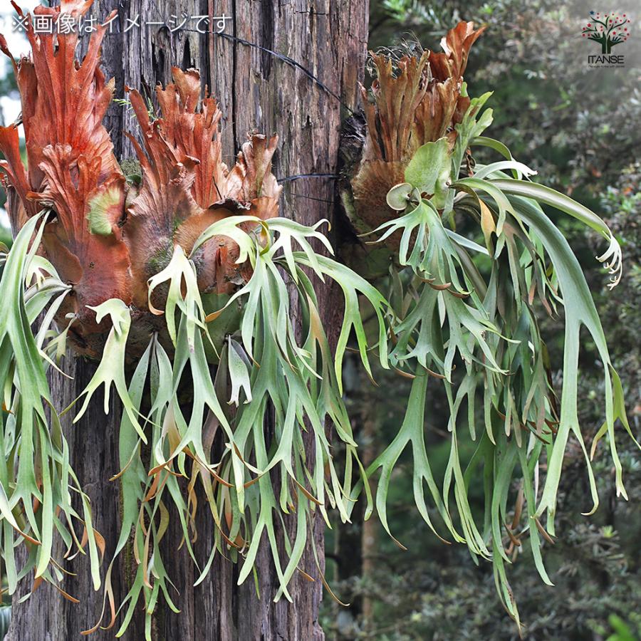 コウモリラン ウィリンキー板付き 観葉植物 /1個売り Platycerium
