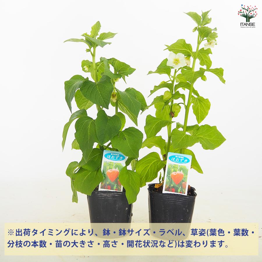 キャサリン　ほおずき 観賞用 観賞用ホオズキ 観葉植物 3号/1個売り リビング オフィス 事務所