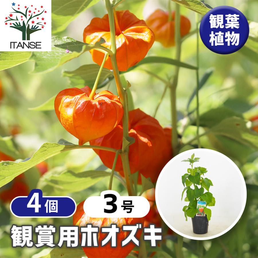 キャサリン　ほおずき 観賞用 観賞用ホオズキ 観葉植物 3号/お買い得4個セット リビング オフィス