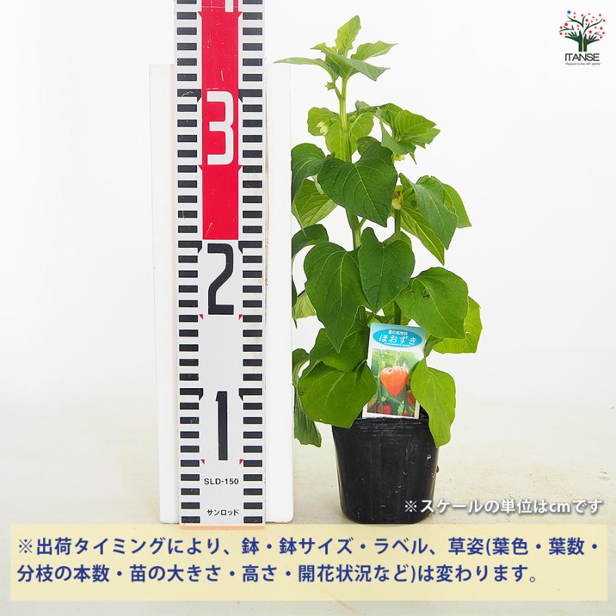 キャサリン　ほおずき 観賞用 観賞用ホオズキ 観葉植物 3号/お買い得4個セット リビング オフィス