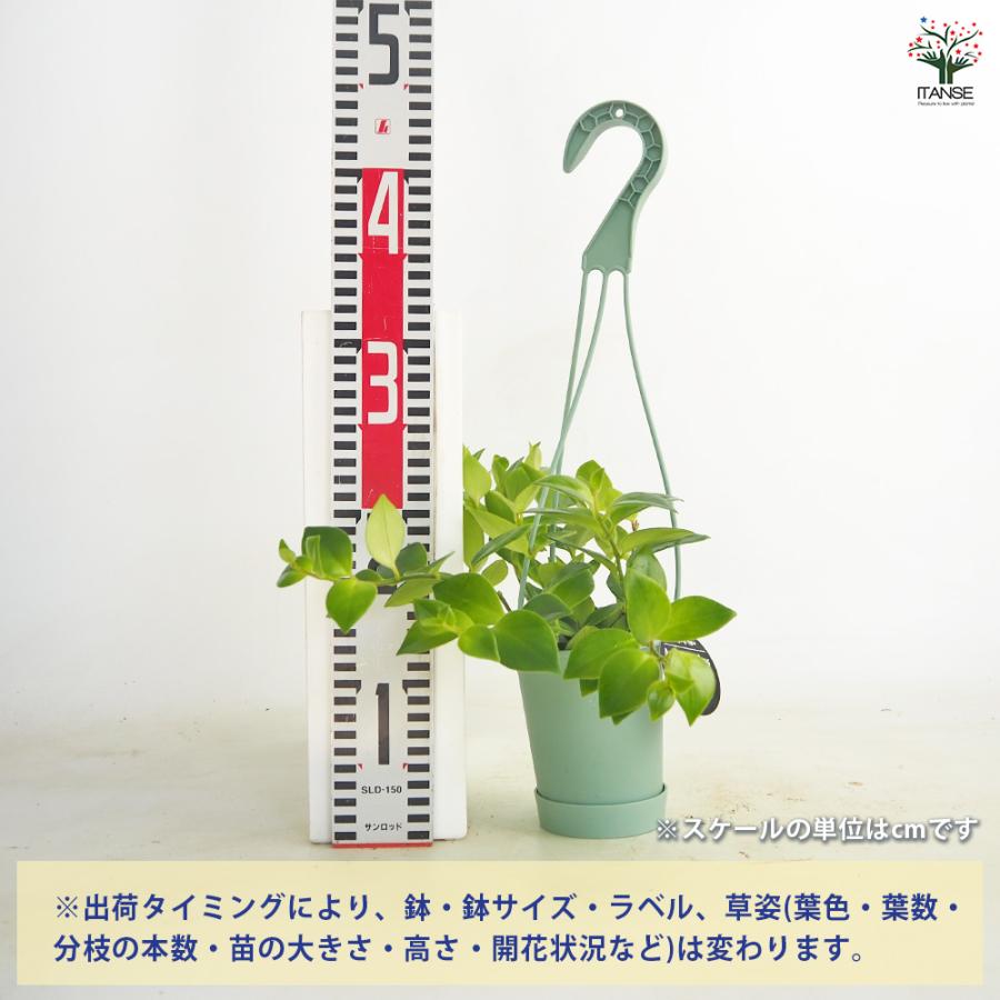 エスキナンサス モナリザ 吊り 観葉植物 3.5号/1個売り つる性 熱帯