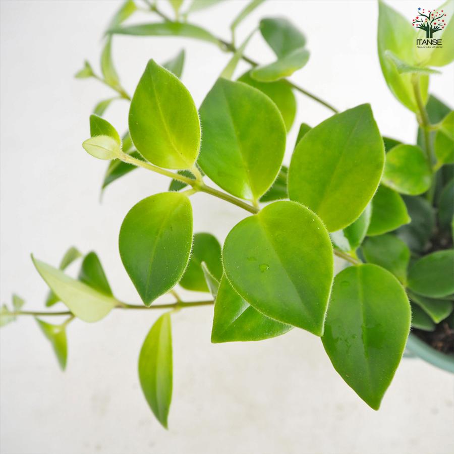エスキナンサス モナリザ 吊り 観葉植物 3.5号/1個売り つる性 熱帯