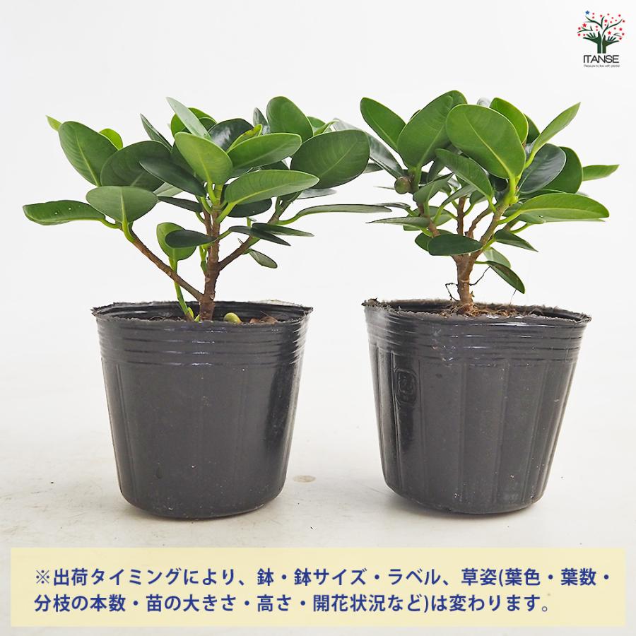 ガジュマル パンダガジュマル 観葉植物 3号/1個売り ガジュマルの木