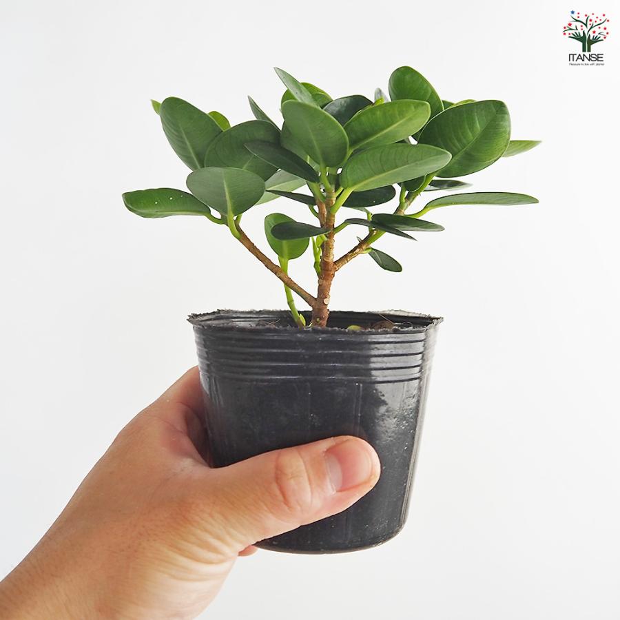 ガジュマル パンダガジュマル 観葉植物 3号/1個売り ガジュマルの木