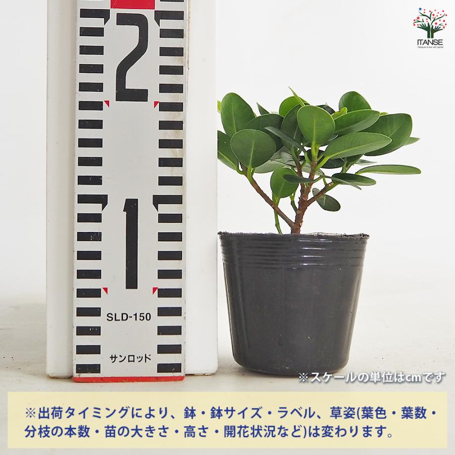 ガジュマル パンダガジュマル 観葉植物 3号/お買い得2個セット
