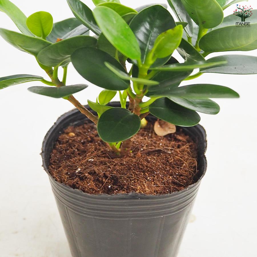 ガジュマル パンダガジュマル 観葉植物 3号/お買い得2個セット