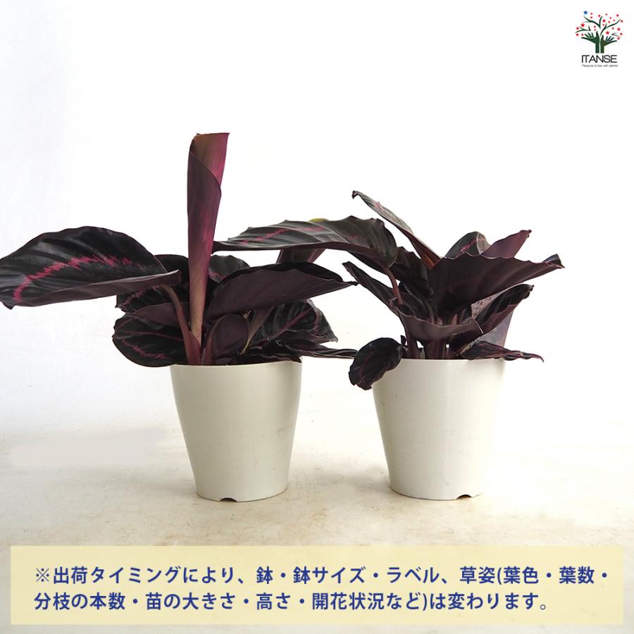 カラテア ドッティ 観葉植物 4号/1個売り リビング オフィス 事務所 