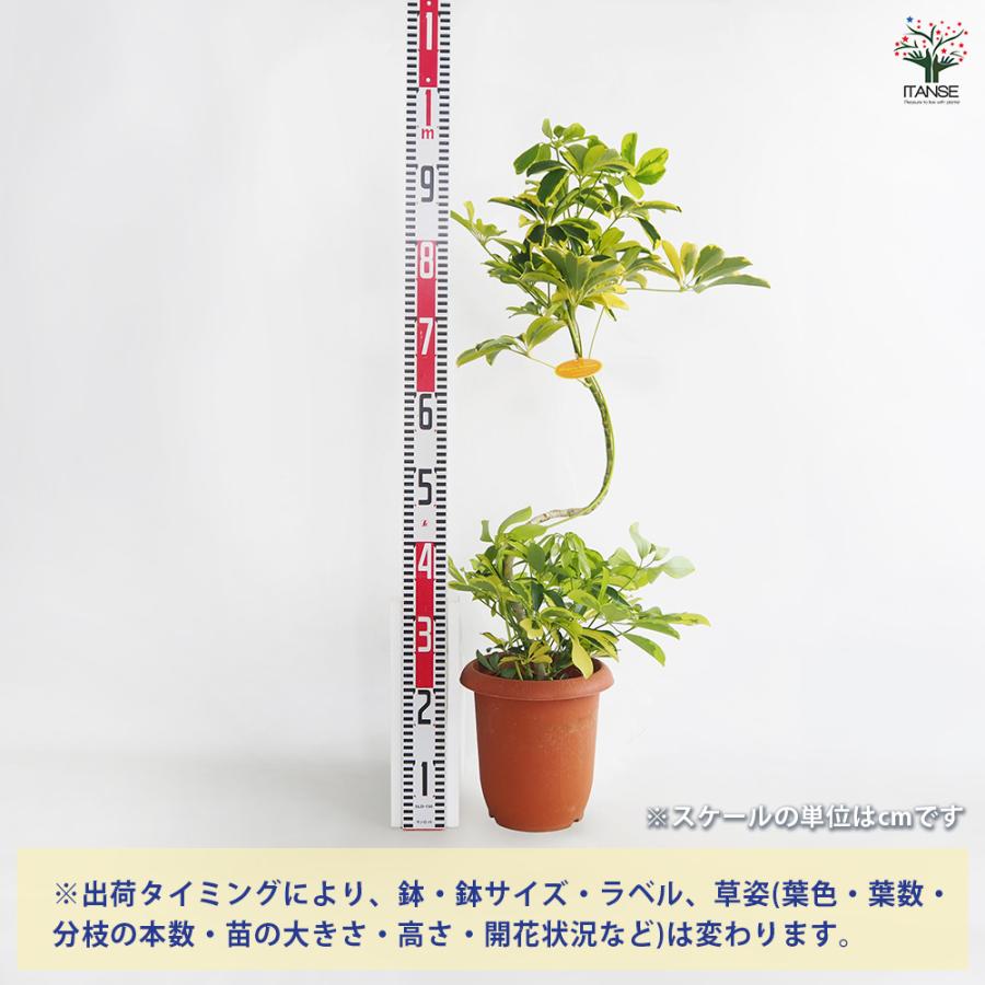 シェフレラ ハッピーイエロー曲がり 観葉植物 7号/1個売り リビング