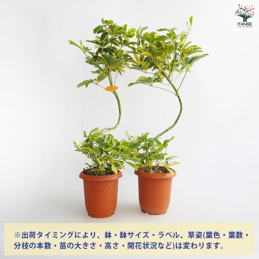 シェフレラ ハッピーイエロー曲がり 観葉植物 7号/1個売り リビング