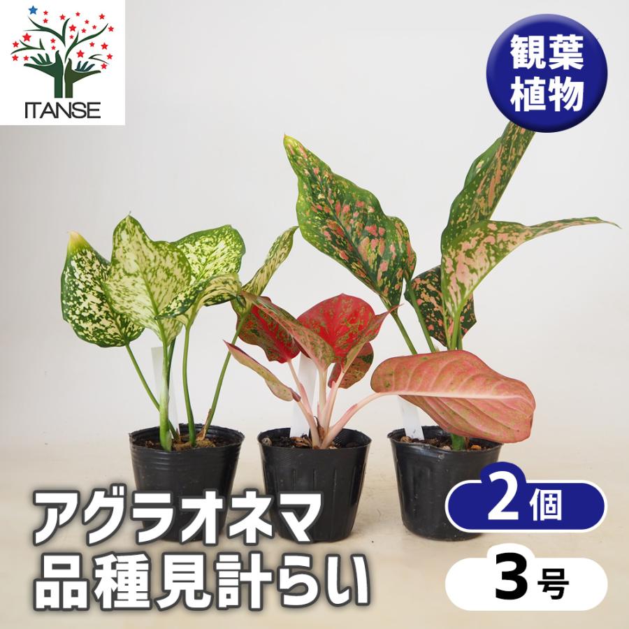 2026年最新】Yahoo!オークション - aglaonema(観葉植物)の中古品・新品