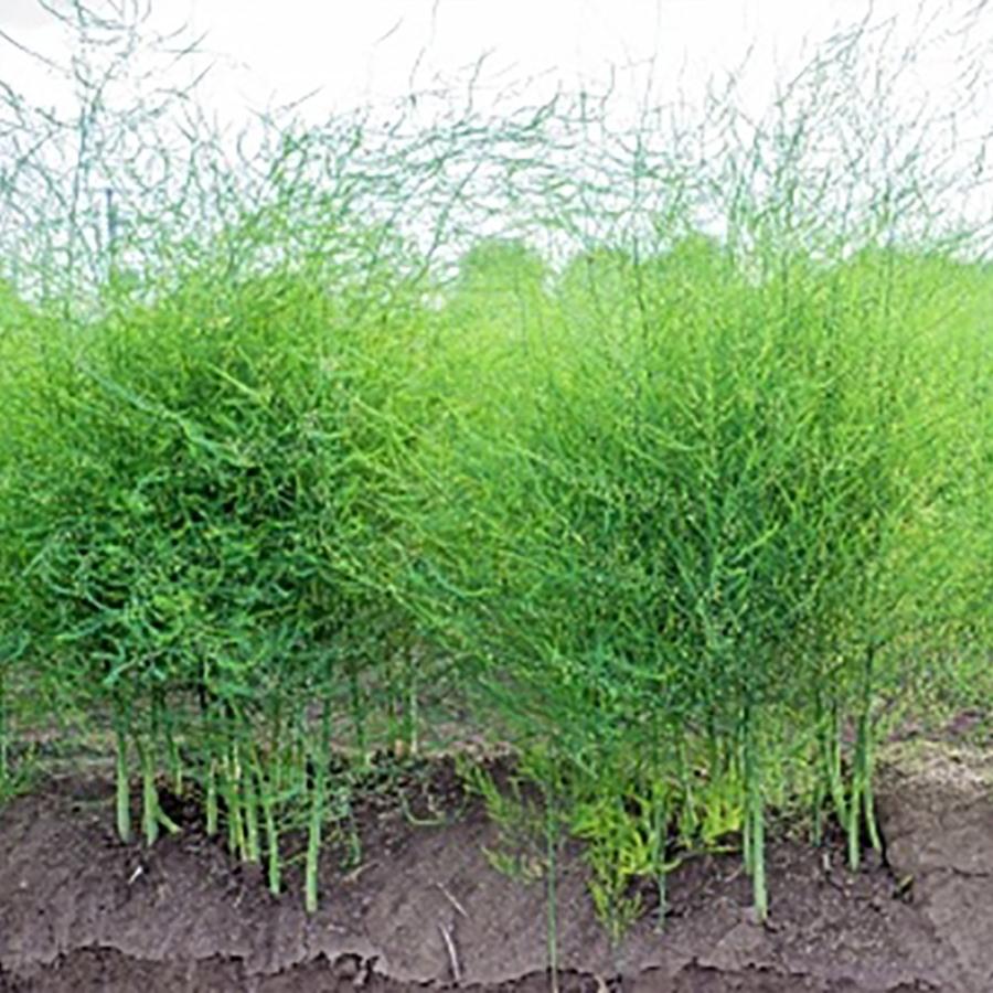 ロージー様 アスパラガス苗 枝・実・果実 