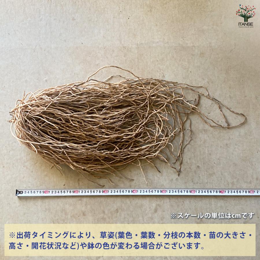 ITANSE アスパラガス苗 緑アスパラガス 素掘り裸株 超特大ギガジャンボ