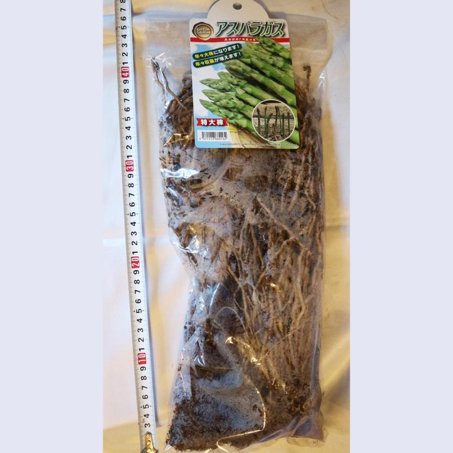 ゆうじん.Ltd専用アスパラガス苗　　Ｌサイズ L1株 特大！ アスパラガス苗 Lサイズ 素掘り苗 1株 栽培説明