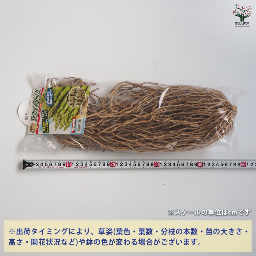 ITANSE アスパラガス苗 緑アスパラガス パック詰め 特大ジャンボ株(L