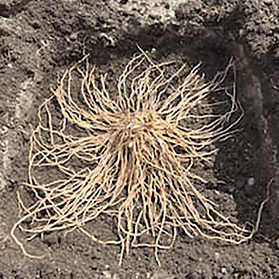 アスパラガス苗 緑アスパラガス パック詰め 特大ジャンボ株 L 1株 野菜苗 送料無料 Ken 野菜苗 植物 青果物販売のitanse 通販 Yahoo ショッピング