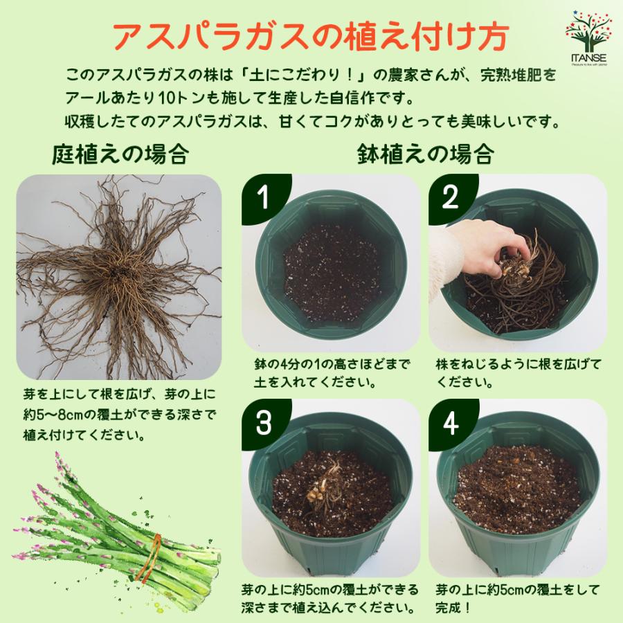 アスパラガス苗 23株セット 2〜3年もの 根がしっかり 家庭菜園.畑におすすめ 実生野菜苗 アスパラガス アスパラセット 2種2株 set 自根苗 やさいな