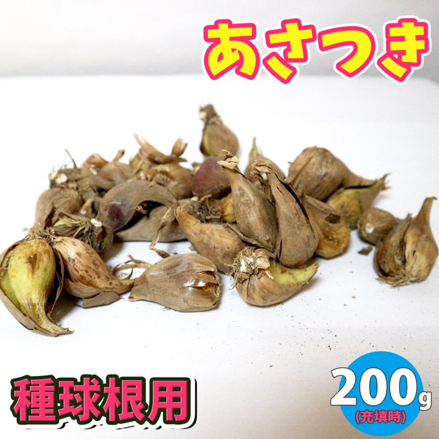 人気 野菜種球根 あさつき 充填時0g 1袋 送料無料 Ken 野菜苗 植物 青果物販売のitanse 通販 Yahoo ショッピング