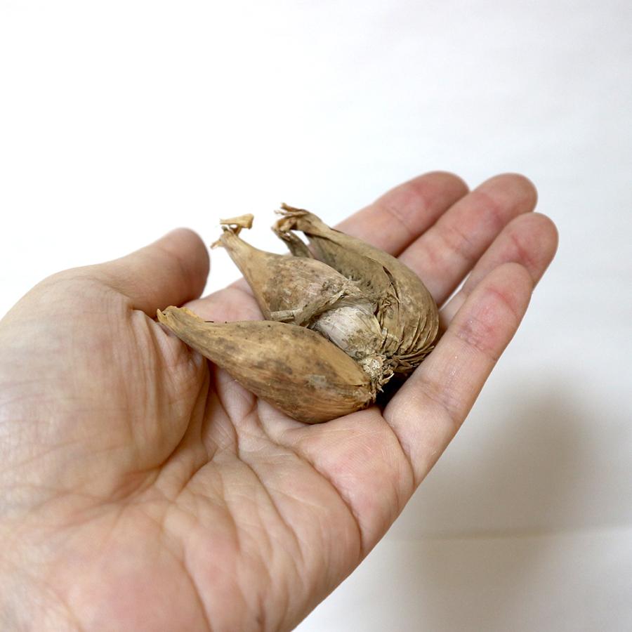 人気 野菜種球根 あさつき 充填時200g 1袋 送料無料|itanse|03