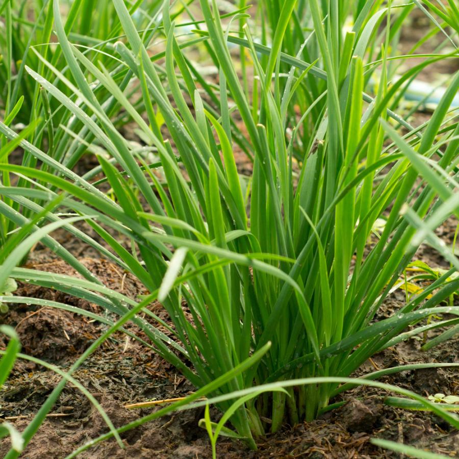 人気 野菜種球根 あさつき 充填時200g 1袋 送料無料|itanse|05