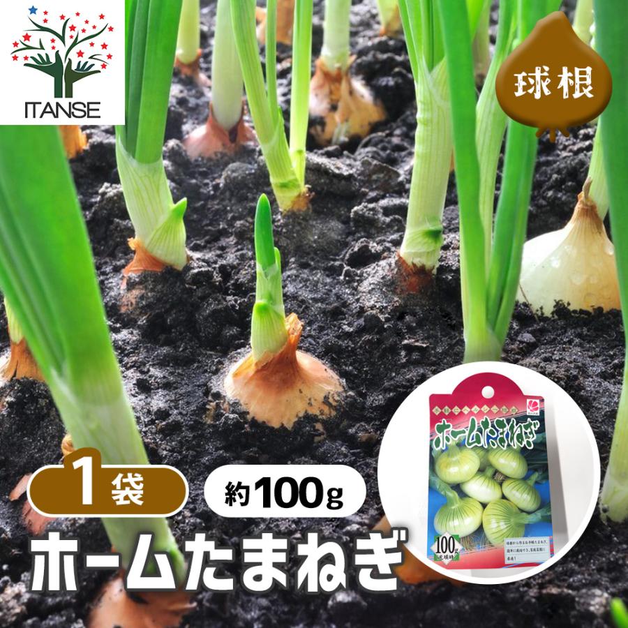 人気 野菜種球根 ホームたまねぎ 充填時100g 1袋 玉ねぎ 玉葱 タマネギ 送料無料