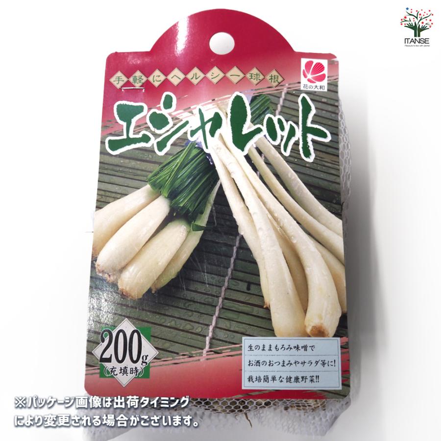 発芽中の野菜球根4個 ITANSE 健康野菜球根 エシャレット 野菜の苗 ネット詰め野菜球根 充填