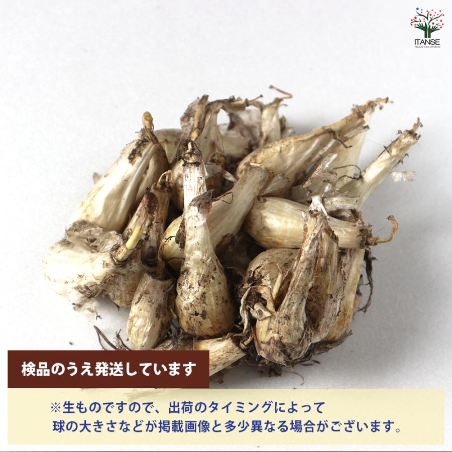 ITANSE 健康野菜球根 エシャレット 野菜の苗 ネット詰め野菜球根 充填
